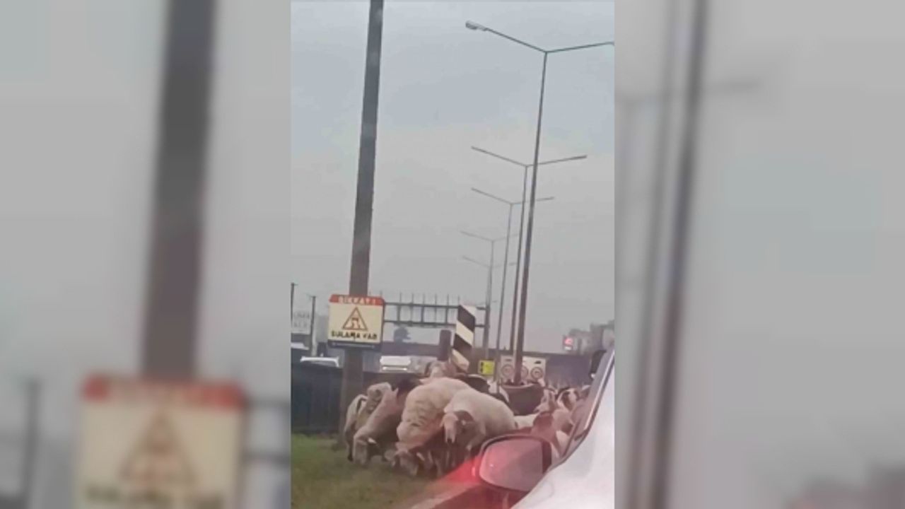 Bursa’da koyun sürüsü çevre yoluna çıktı, trafikte uzun kuyruklar oluştu