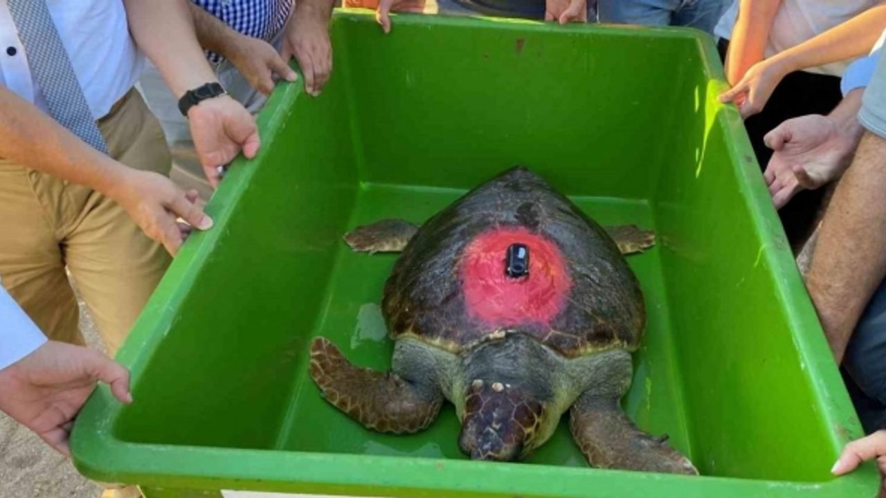 Caretta Caretta ‘Lara Barış’ 1,5 yılda 4 bin kilometre yol kat etti