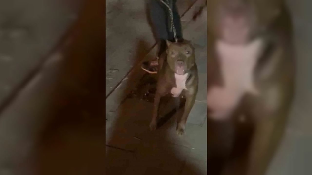 Cihangir’de korku dolu anlar kamerada: Tartıştığı kişinin üzerine Pitbull köpeğini saldırttı