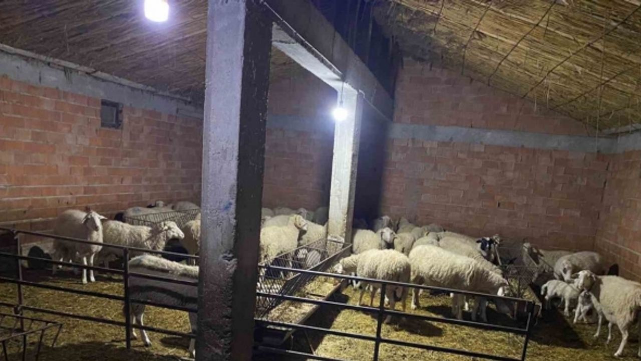 Çoban yanında işe girdiği sürü sahibinin 70’e yakın hayvanını çaldı