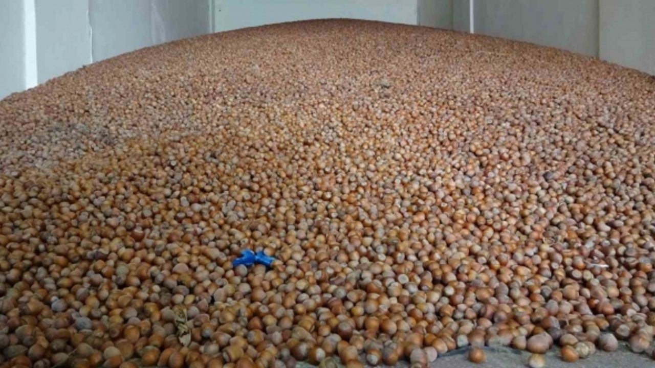 Doğu Karadeniz Bölgesi’nde en fazla ihracat 1 milyar 20 milyon 460 bin 974 dolar ile fındık mamullerinde oldu