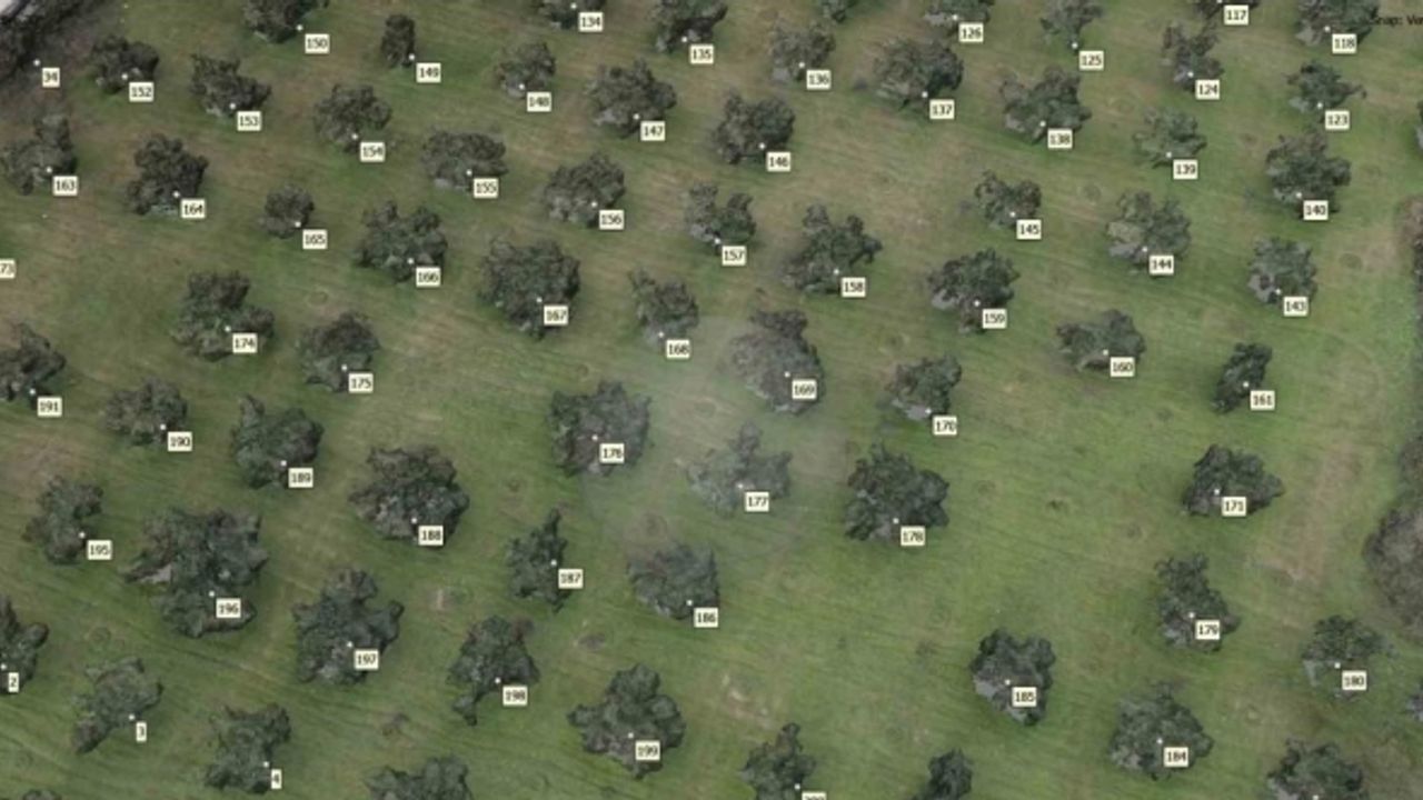 Ecdat emaneti zeytinliklerin sayımları yapılarak koruma altına alınıyor