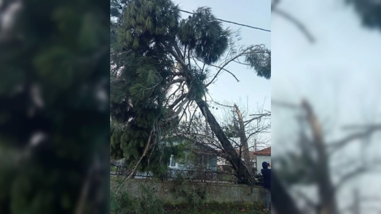 Edirne’de fırtına çatıları uçurdu, ağaç ve direkleri devirdi