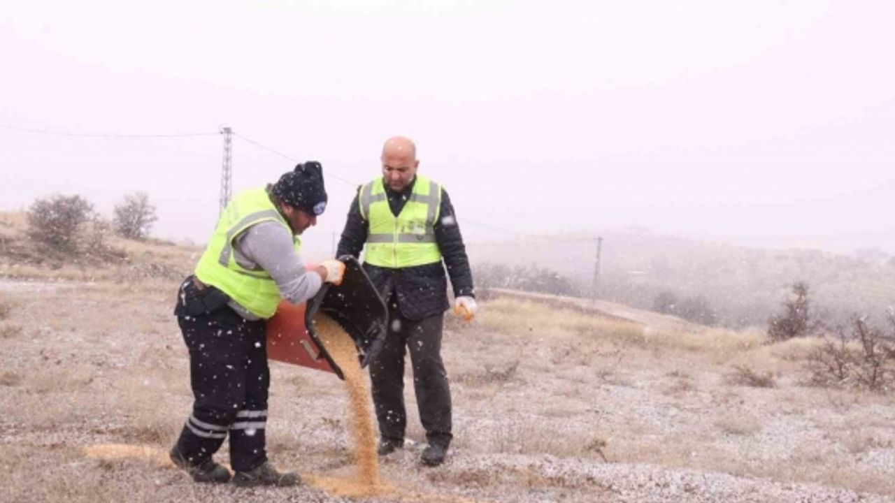 Elazığ Belediyesi yaban ve sokak hayvanları için çalışma başlattı