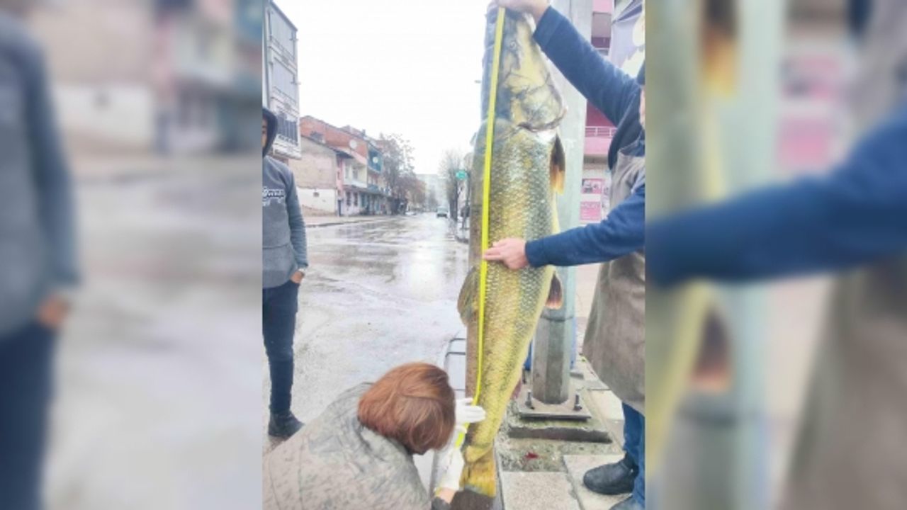Elazığ’da ağa takılan yaklaşık 2 metrelik dev turna şaşırttı: tam 28 yaşında
