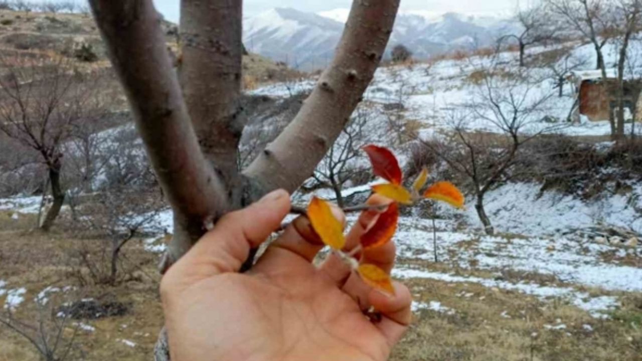 Elazığ’da elma ağacı mevsimleri şaşırdı, kış ayında yaprak verdi