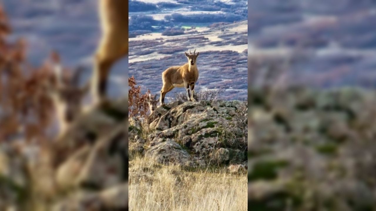 Elazığ’da koruma altında bulunan dağ keçileri görüntülendi