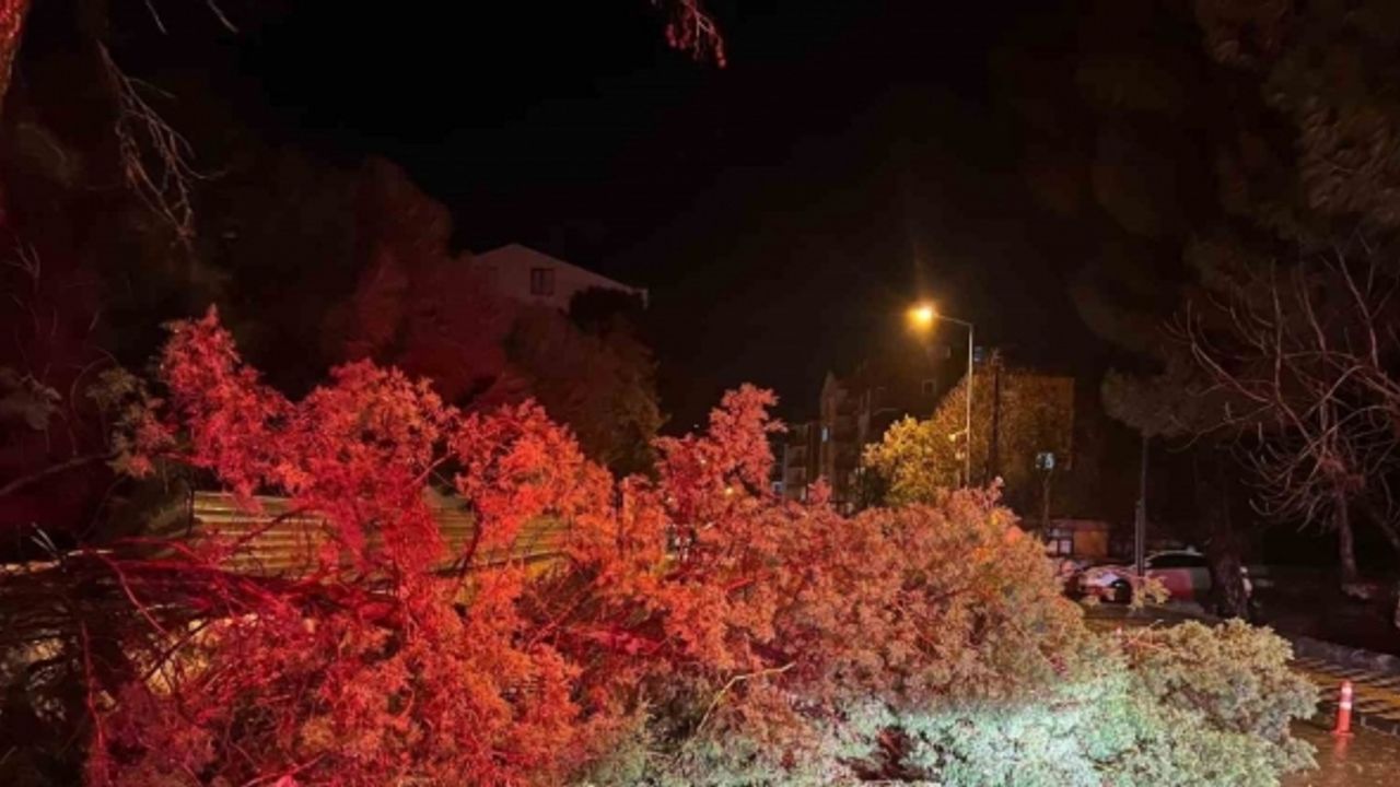 Ezine’de fırtına nedeniyle ağaç devrildi, kapanan yol belediye ekiplerince açıldı