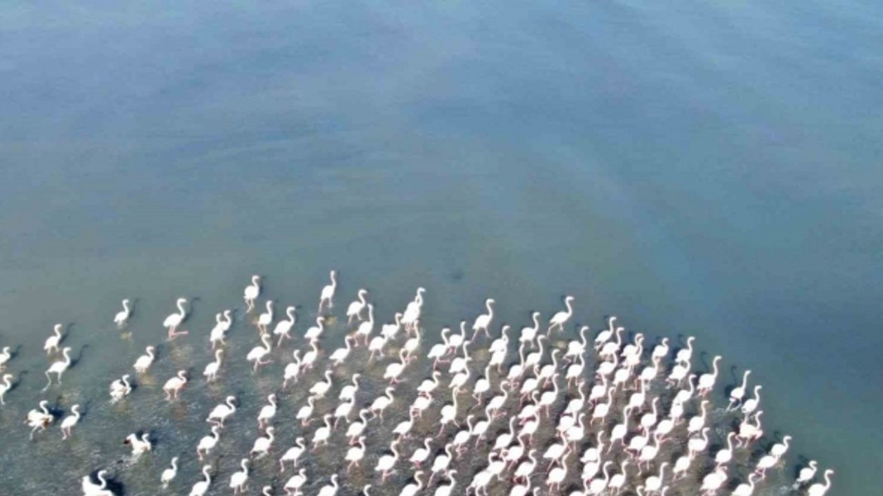 Flamingolar artık kışın da Van Gölü havzasında kalıyor