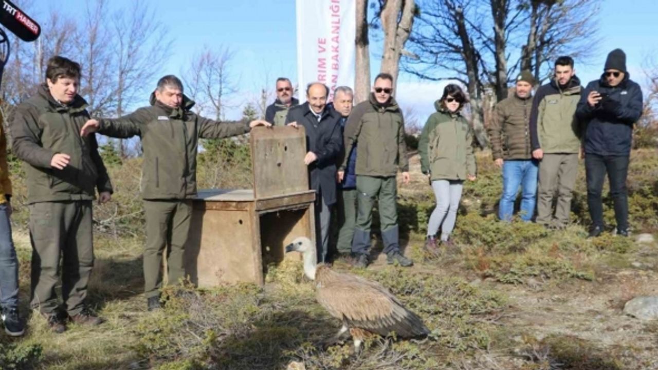 Göç yolculuğu yarım kalan Kızıl Akbaba Uludağ’ın zirvesinden doğaya salındı