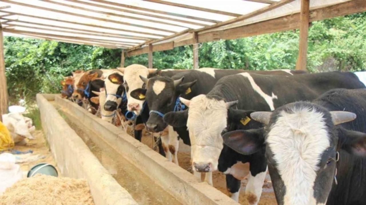 Hayvanlarına şap aşısı yaptırmayanlara 73 bin TL idari para cezası