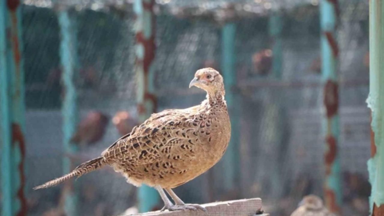 İki yılda 2 binden fazla sülün doğaya bırakıldı