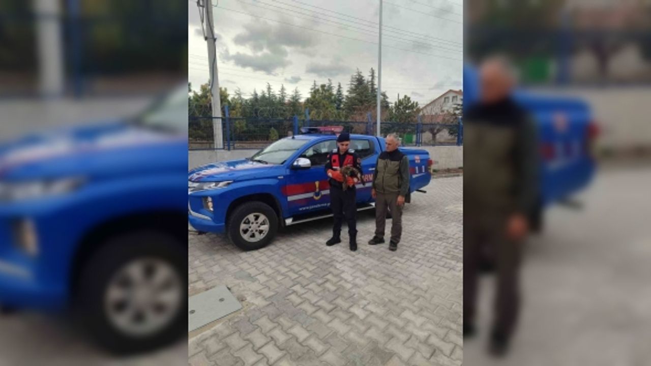 Jandarmanın bulduğu yaralı şahin koruma altına alındı
