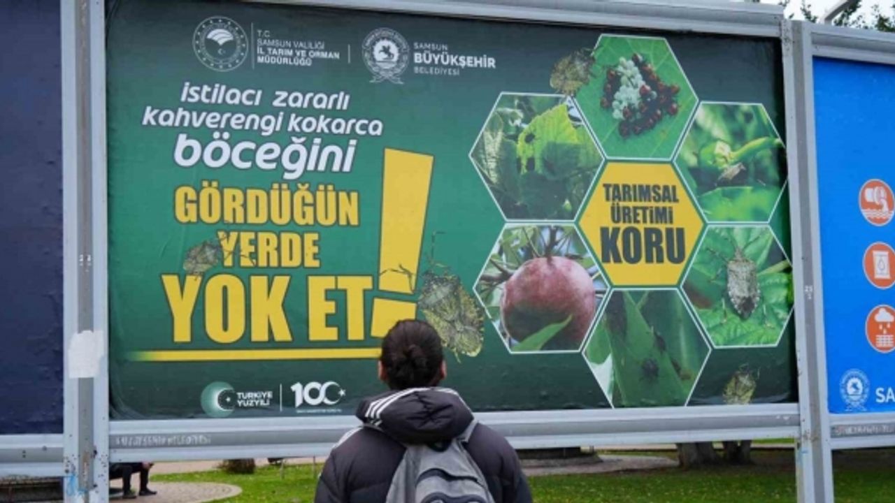 Kahverengi kokarcayla mücadele billboardlarda: “Gördüğün yerde yok et”