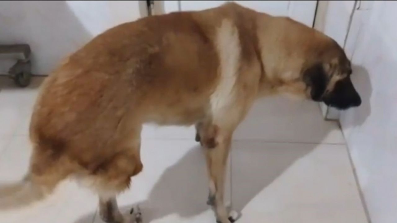 Kamyonetin çarptığı köpek yaralı kurtuldu: O anlar kamerada