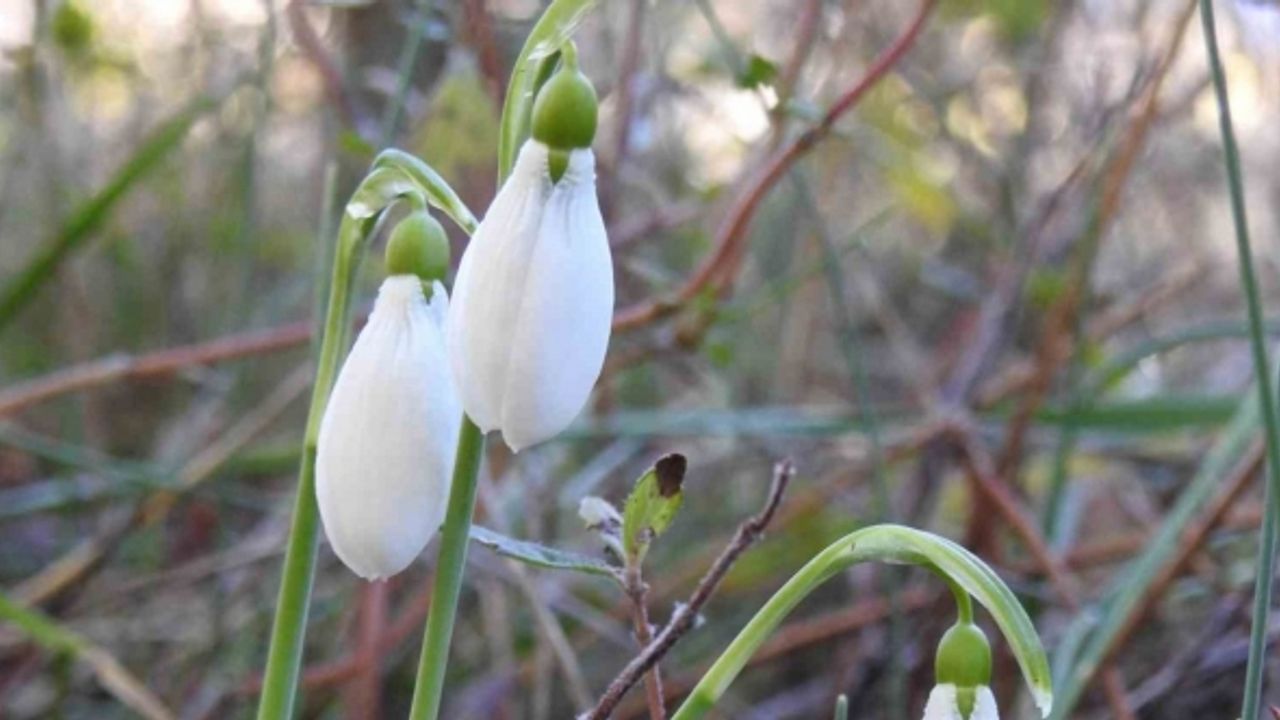 Kardelenler erken açtı koparmanın cezası 387 bin 142 TL