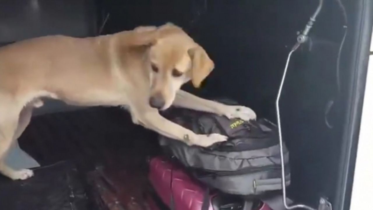 Kayseri polisi uyuşturucuya geçit vermedi: 3 günde 19 kişi tutuklandı