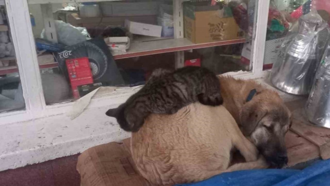 Kedi ’en olmadık yerde’ ısınmaya çalıştı