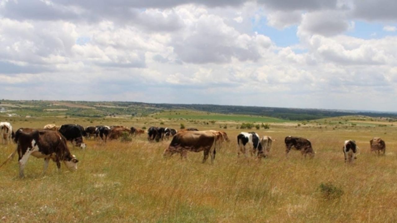 Kırklareli’ne getirilen 11 kaçak büyükbaş hayvan ele geçirildi