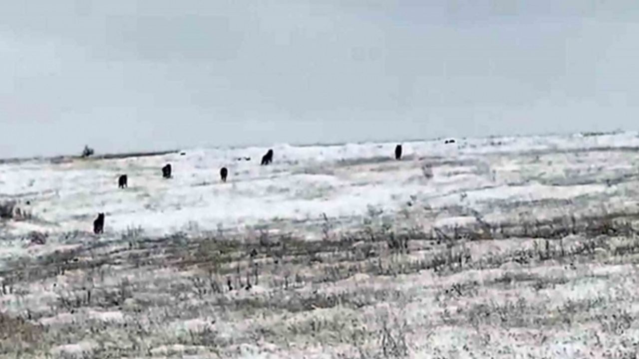 Köye inen kurt sürüsü korku ve paniğe neden oldu