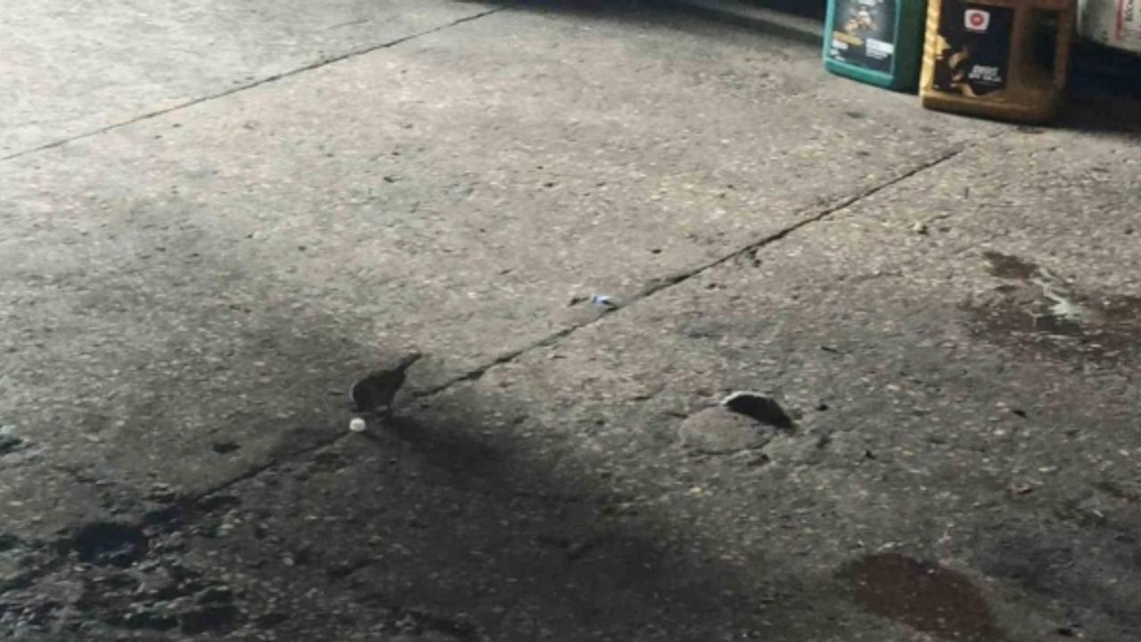 Küp şeker çalan serçeler iş yerinin maskotu oldu