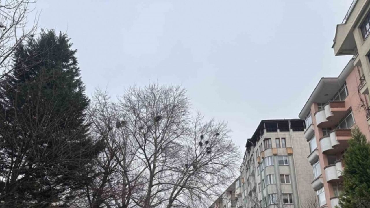 Kuş yuvalarına ev sahipliği yapan ağaç dikkat çekiyor