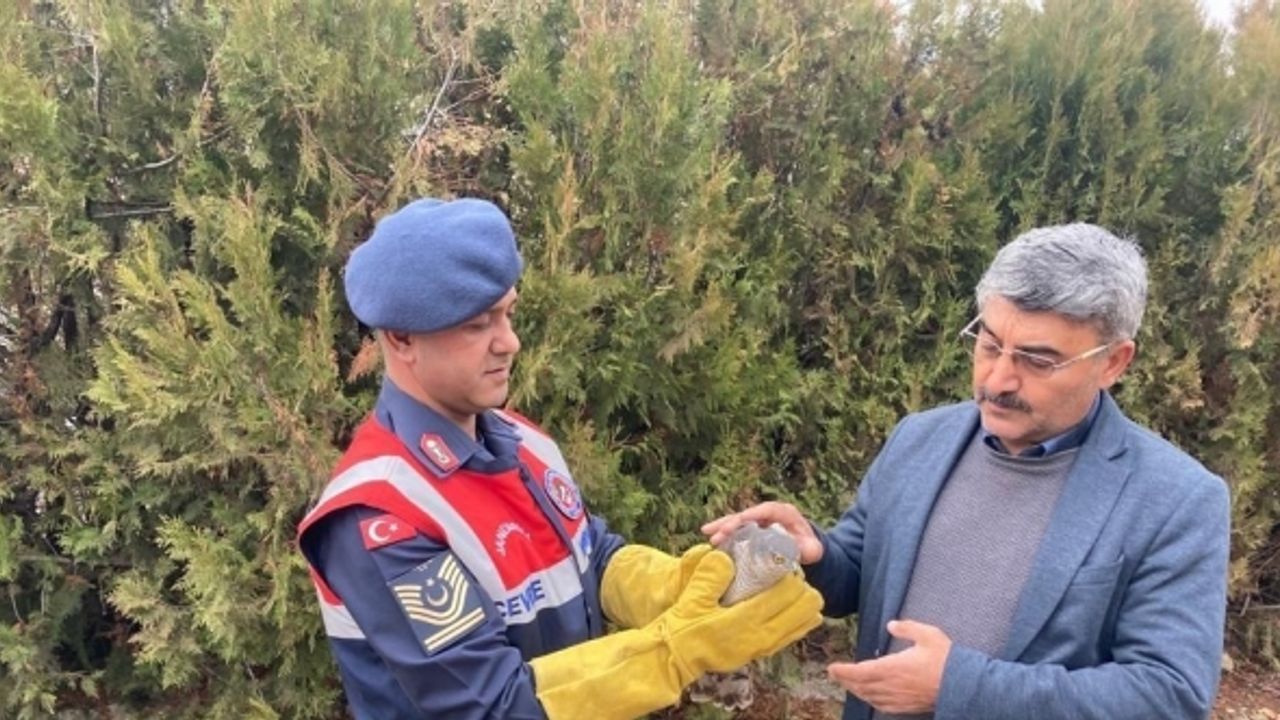 Malatya’da yaralı bulunan Atmaca koruma altına alındı