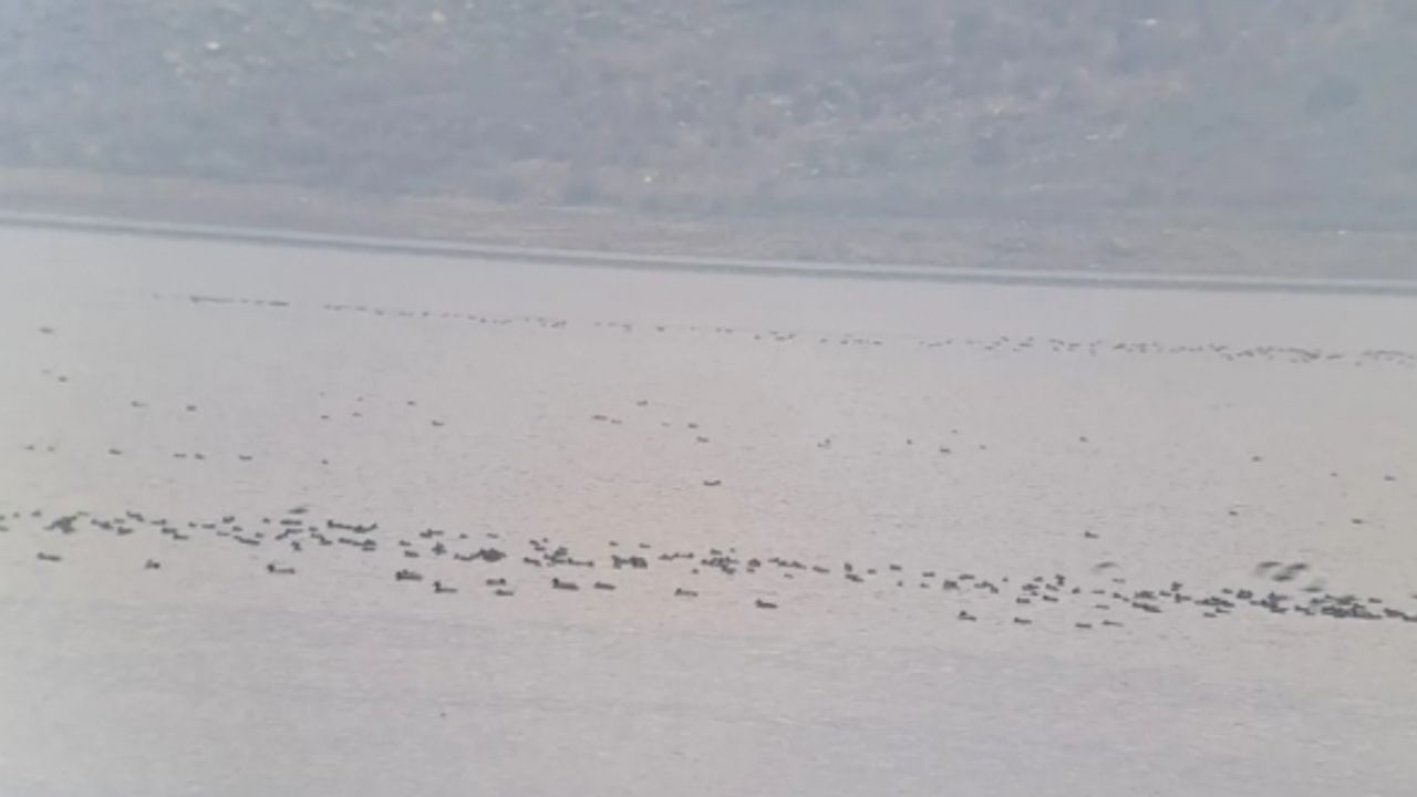 Manisa’da kış ortası su kuşu sayımları yapıldı