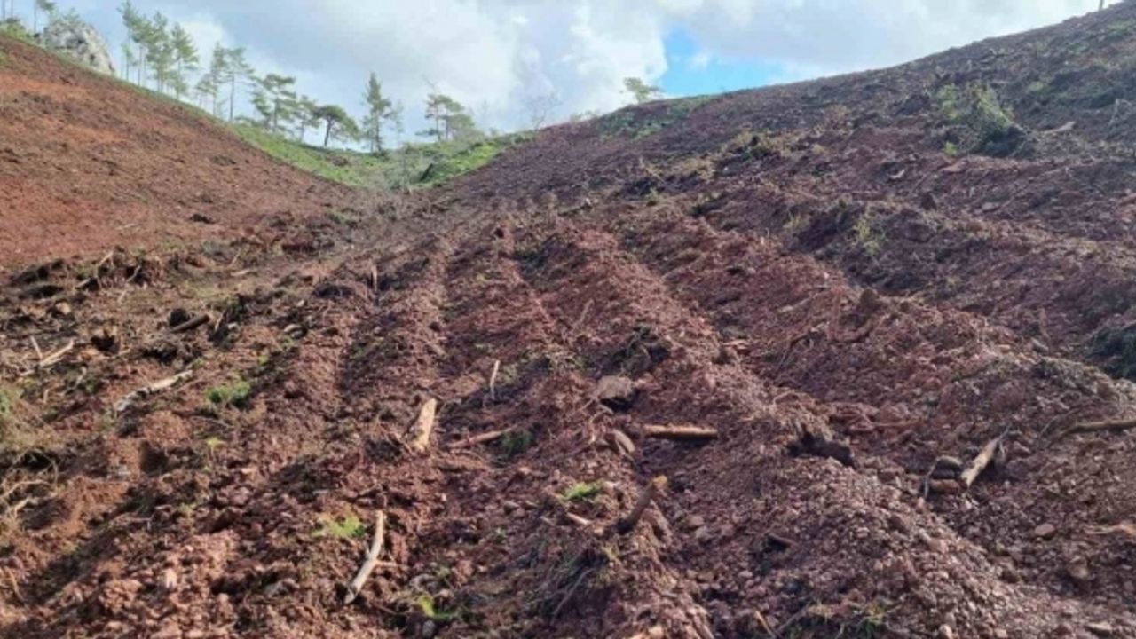 Marmaris’in ilk ’Bal Ormanı’ için tüm hazırlıklar tamamlandı