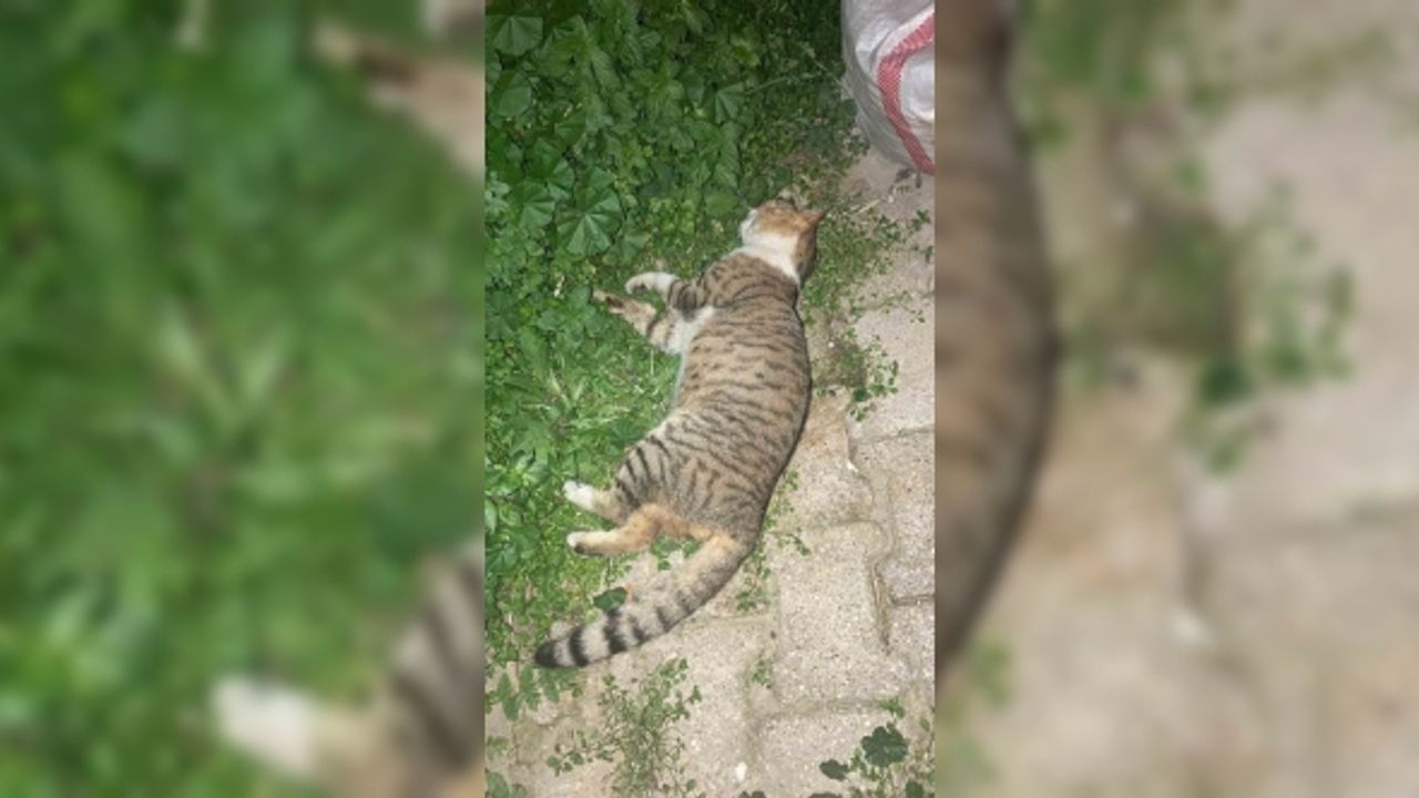Milas’ta 1 köpek ve 2 kedinin zehirlendiği iddiası