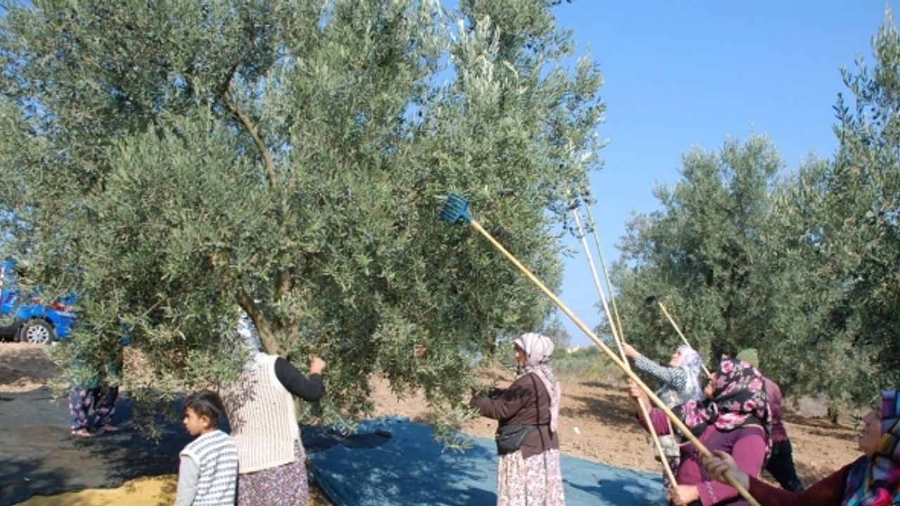 Mudanya’dan bu yıl 4 bin 500 ton zeytin çıktı