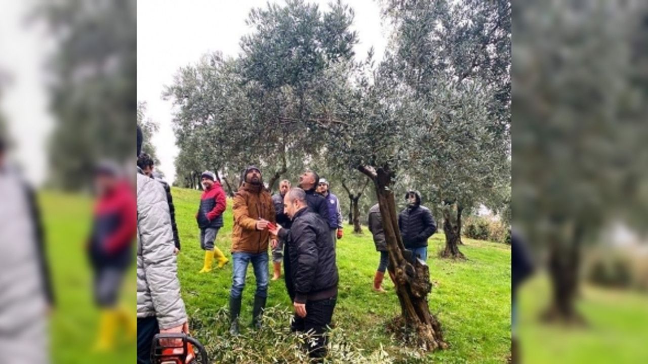 Müdür Sağlam: "Samsun’da 560 dekar zeytinlik dikimi tamamlanmıştır"