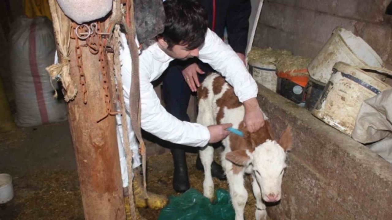 Muş’ta aşılama ile buzağı ölümlerinin azaltılması hedefleniyor
