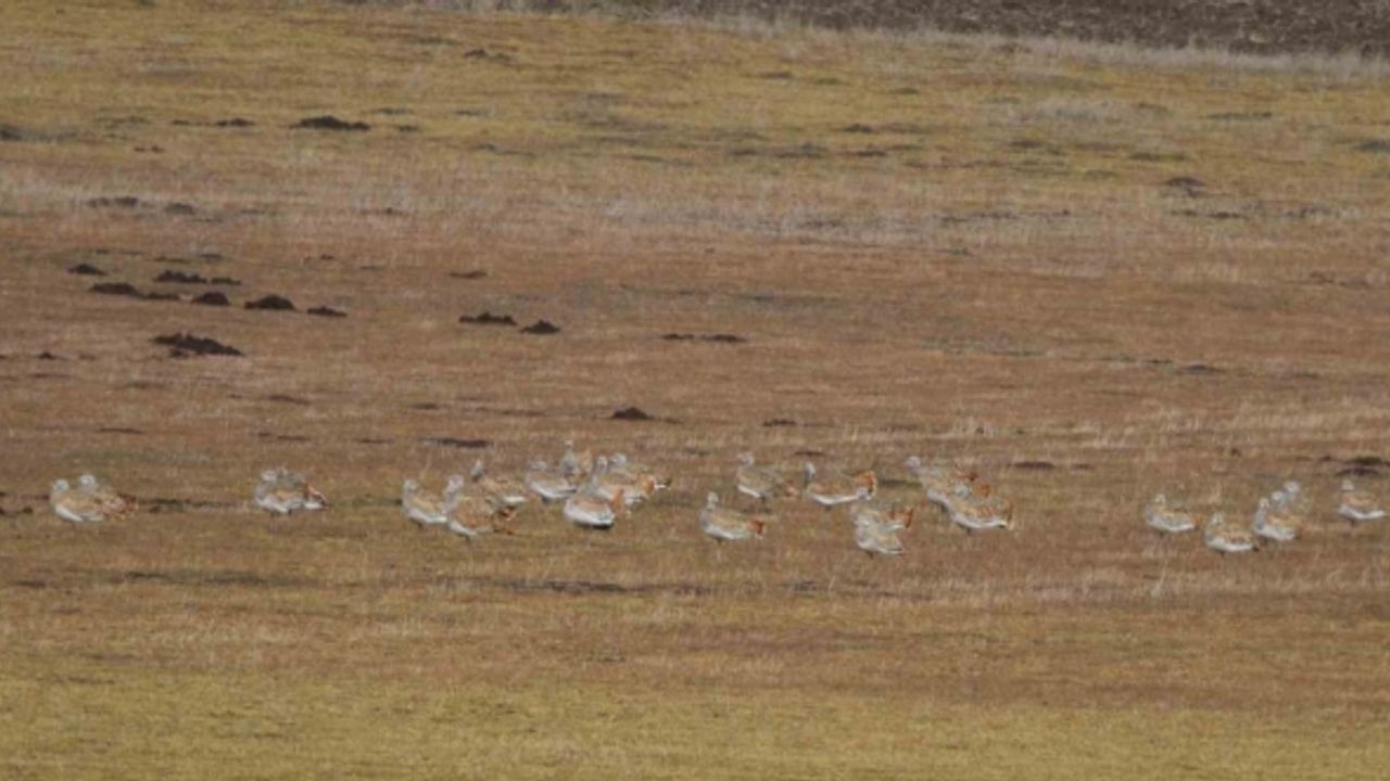 Muş’ta göç etmeyen 34 toy kuşu görüntülendi