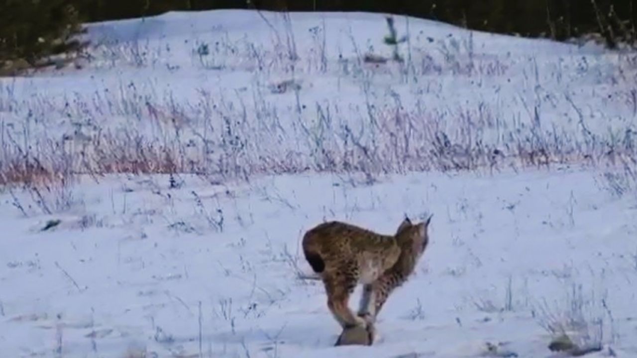Nesli tükenme tehlikesi altındaki vaşak, yavrularıyla görüntülendi