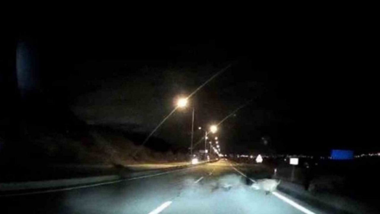 Önüne çıkan domuz sürüsüne çarptı, kazayı ucuz atlattı