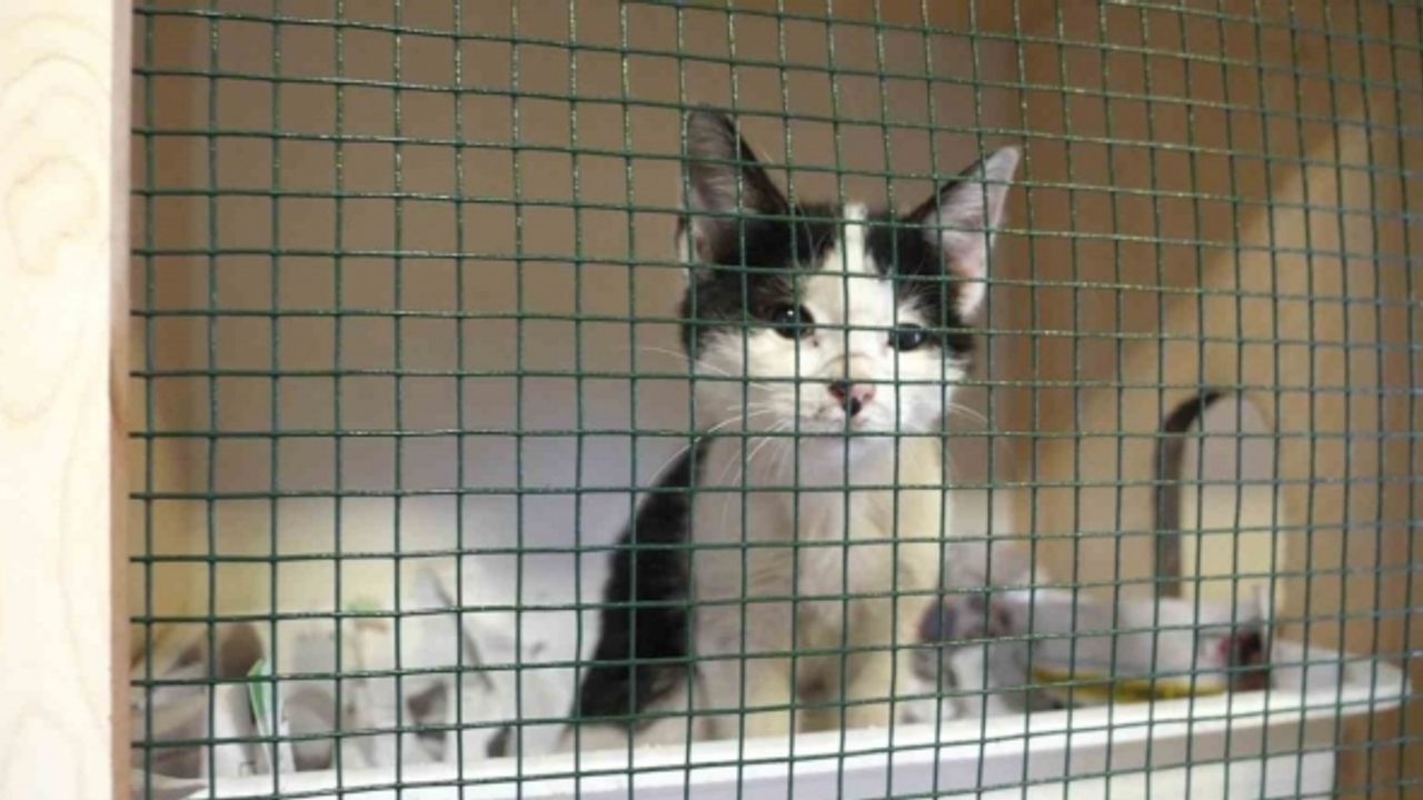 Ortahisar’da 10 yılda 14 bin 692 köpeğe ve 3 bin 874 kediye müdahale edildi