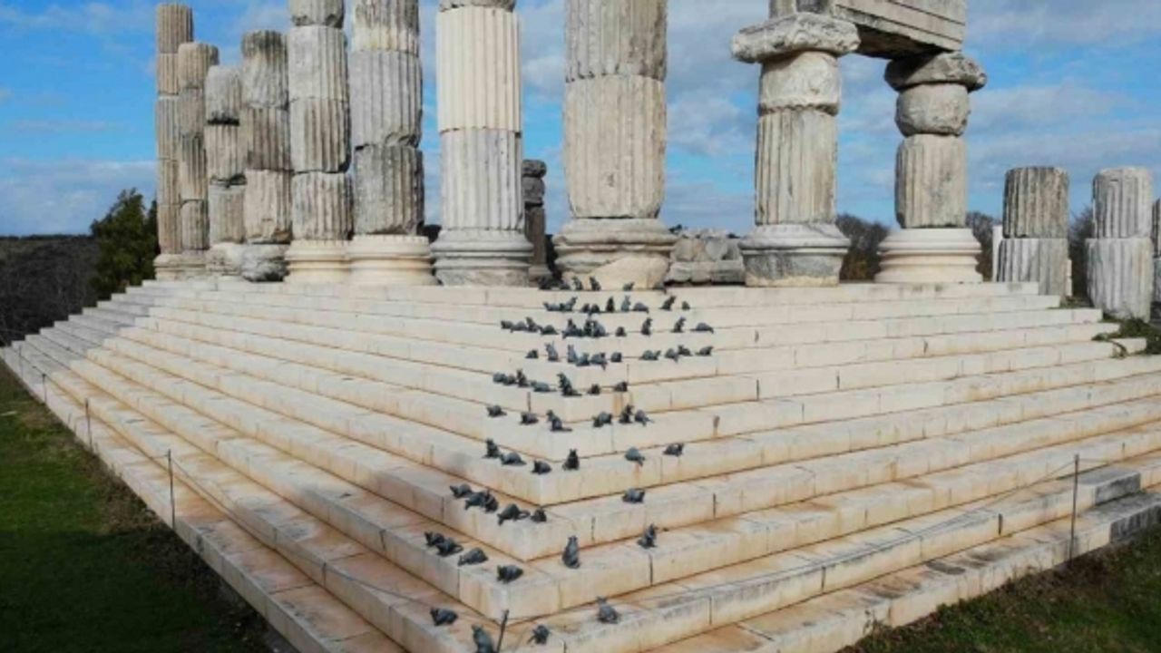 (Özel) ’Apollon Smintheus Tapınağı’nda ziyaretçileri fareler karşılıyor