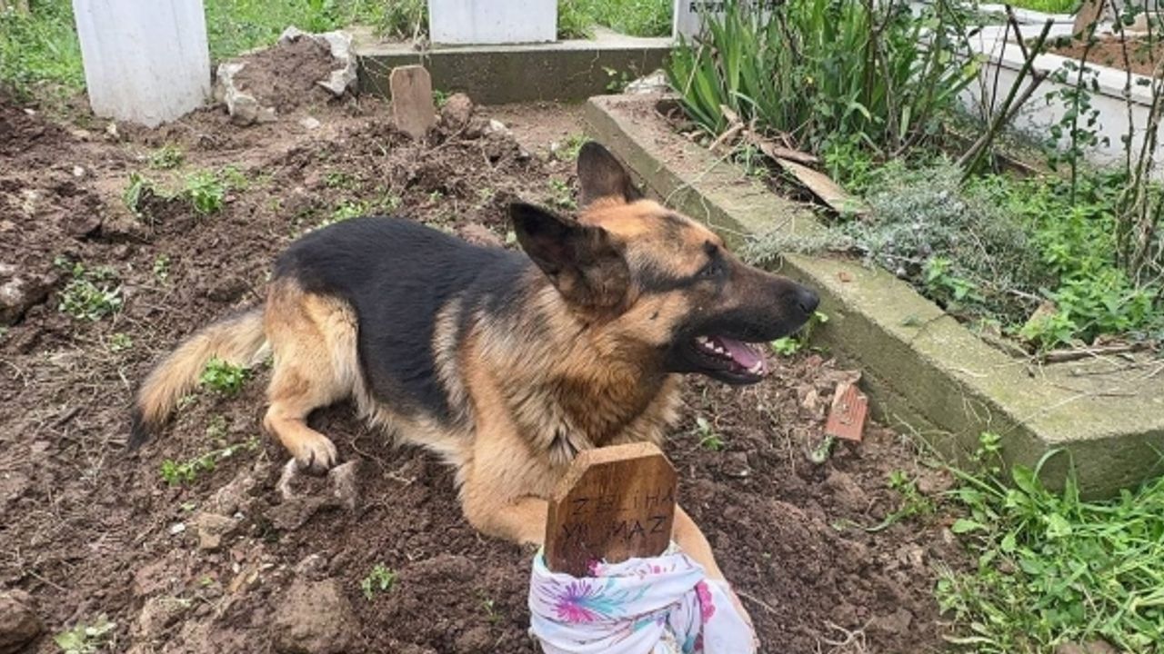 (Özel) Evladı gibi baktığı köpeği 52 gündür mezarından ayrılmıyor