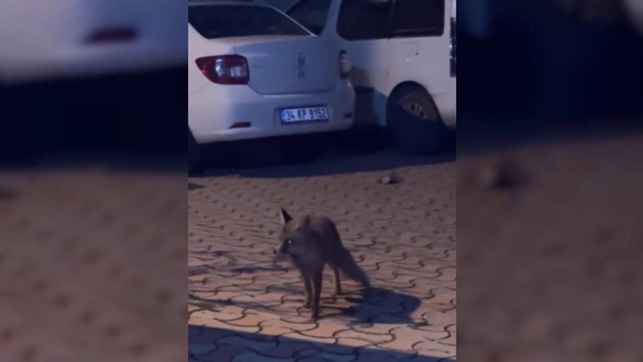 Şehir merkezinde karşılaştığı tilkiyi ıslık çalarak yanına çağırdı