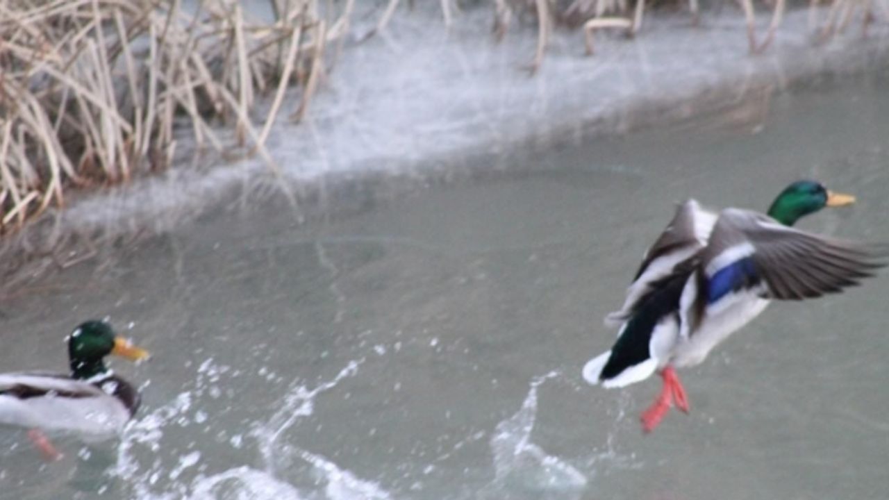 Sibirya’dan göç eden yeşilbaşlı ördekler Bayburt’u sevdi