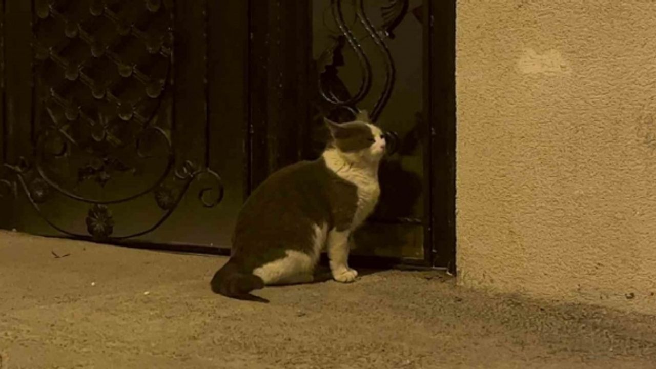 Son dönemlerde sokağa atılan evcil hayvan sayısı arttı