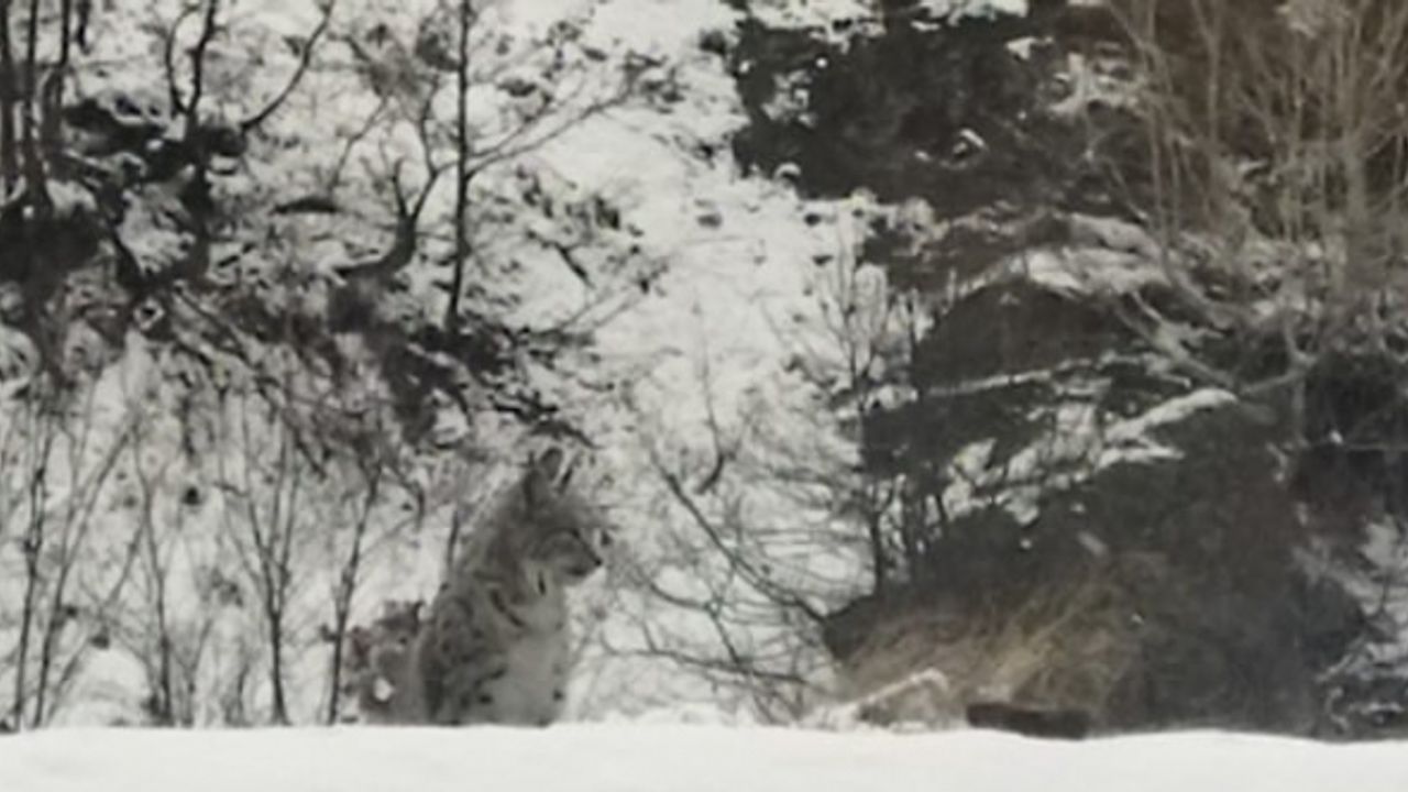 Tunceli’de kırmızı listedeki vaşak görüntülendi