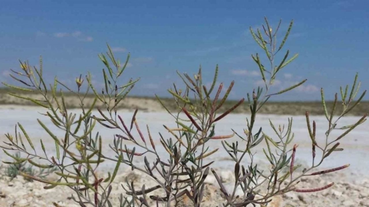 Türkiye’nin insanlı ilk uzay misyonuna İzmir’den bitki deneyi