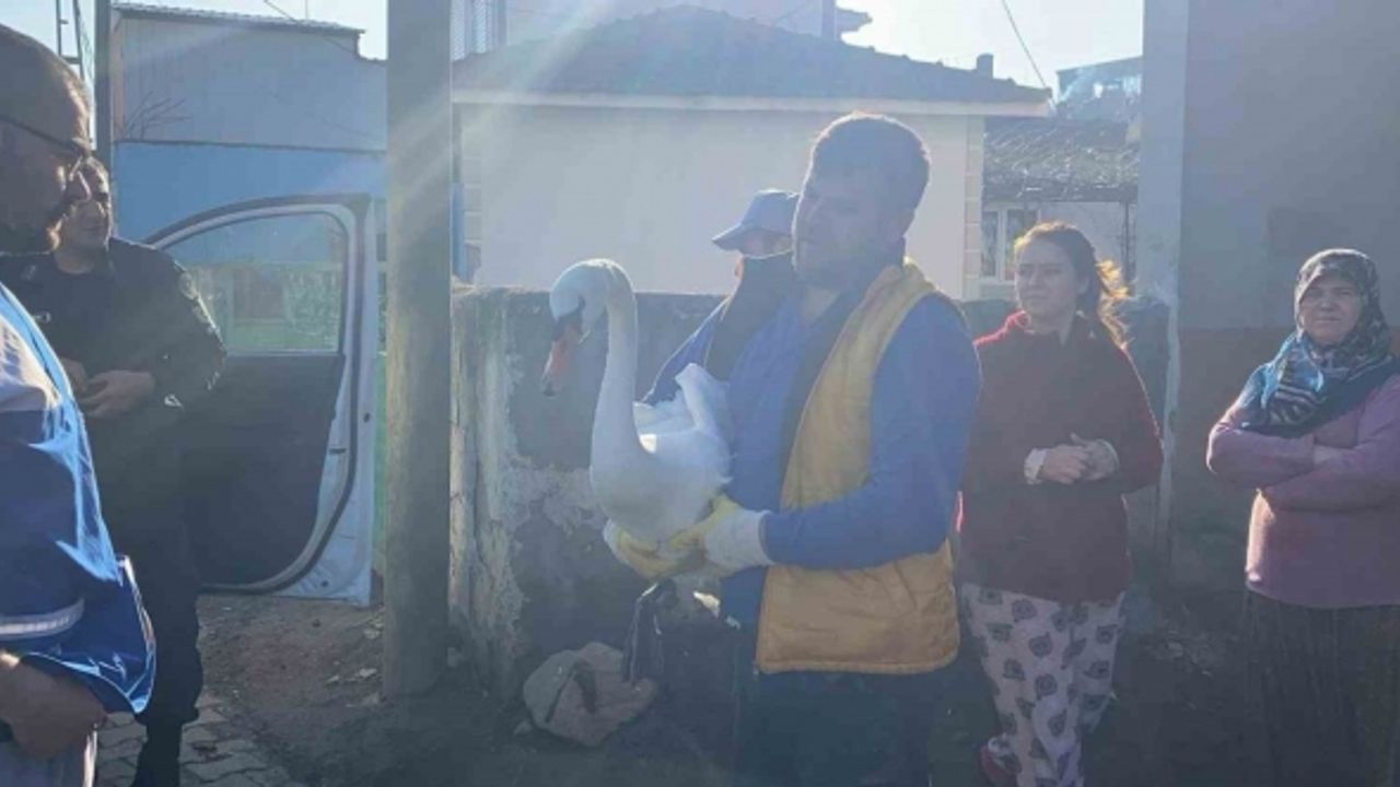 Yaralı bulunan peçeli baykuş ve kuğu jandarma tarafından koruma altına alındı