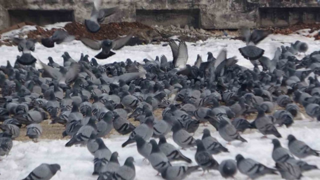 Yem kapmak için birbiriyle yarışan güvercinler görsel şölen oluşturdu