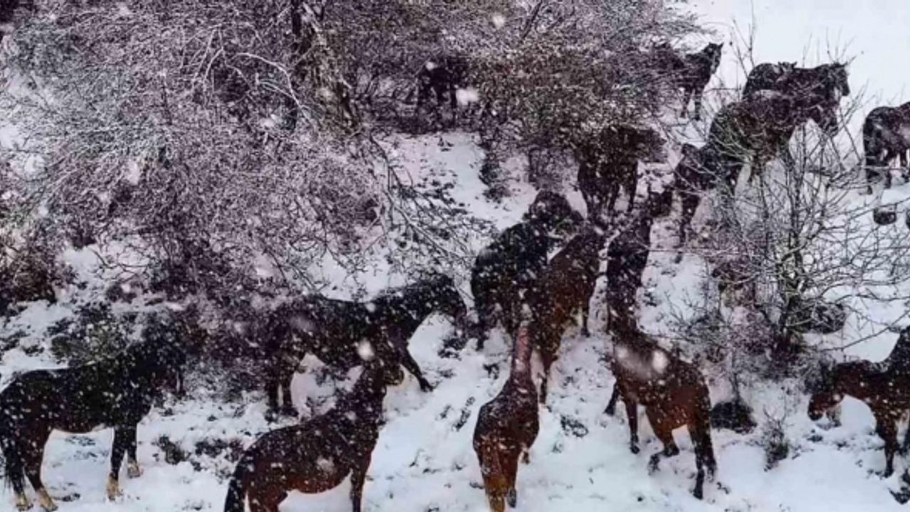Yılkı atlarının sürü halinde karlar içinde dolaşması güzel ve muhteşem görüntüler ortaya çıkardı