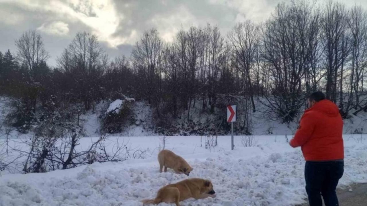 Zorlu hava şartlarında sokak hayvanlarını unutmuyorlar