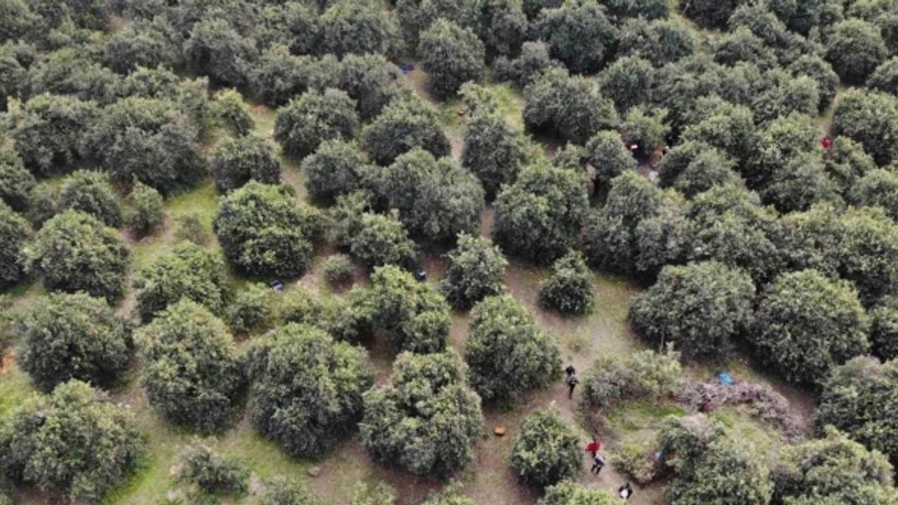46 şehirden gelen 200 gönüllü enkaz kentte narenciye hasadında