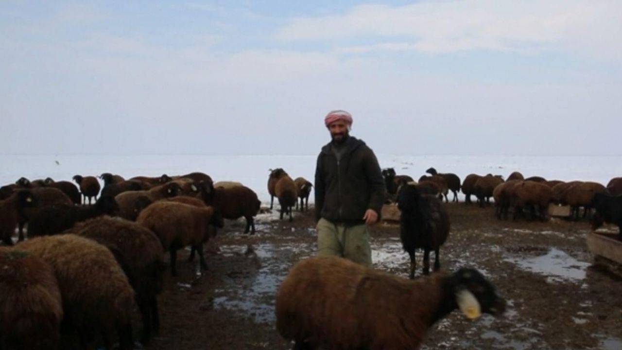 Acıkan kurt şehir merkezine inerek bir köpeği parçaladı